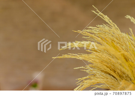 close up ear of golden paddy rice for decorate with copy space. use for background 70897875