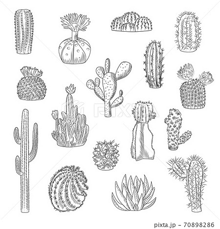 Cactus Collection Isolated On Light Background のイラスト素材 7086