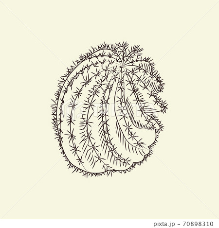 Astrophytum cactus isolated on light background. Wild cacti sketch. Engraving vintage style. 70898310