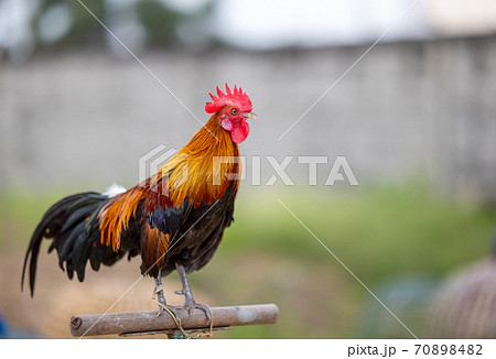 Full body of adult rooster or chicken on the farm... 70898482