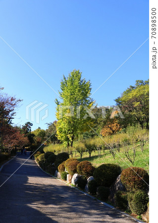 木 イチョウ 植物 70898500