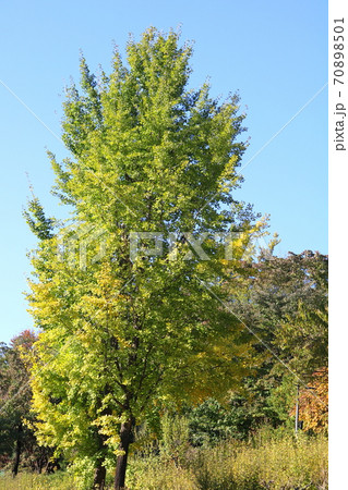 木 イチョウ 紅葉 70898501