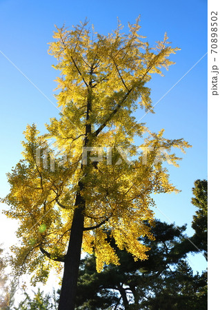 木 イチョウ 紅葉 70898502