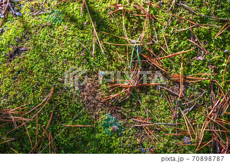 Fluffy soft green moss in the forest. Soft moss carpet. Detailed image of moss. Background image. 70898787
