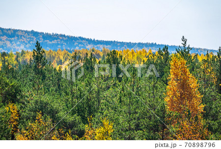 Mixed deciduous and coniferous forest on misty mountain slopes in autumn time. 70898796