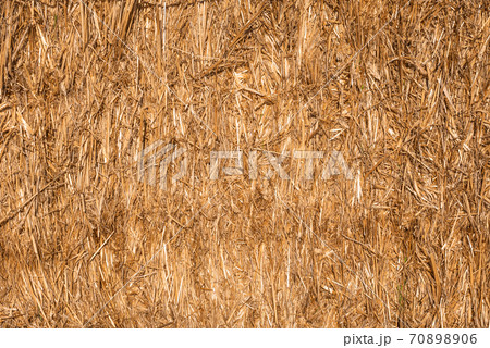 Hay texture golden straws close-up bulgaria sunny orange yellow nature ecology rural sharp focus 70898906