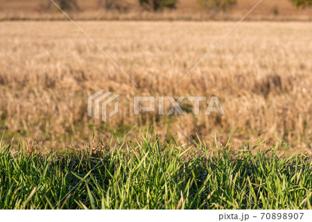 Closeup of drying green grass moss hay field macro of textured eco natural backdrop bulgaria organic autumn fall foliage wallpaper view top above 70898907
