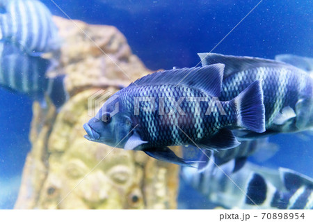 Tilapia Nila is a species of tilapia, a cichlid...の写真素材 
