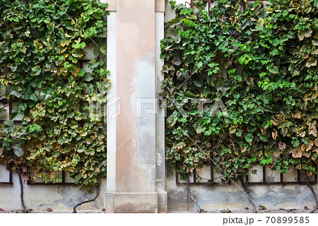hedge of plants on wall of the house 70899585