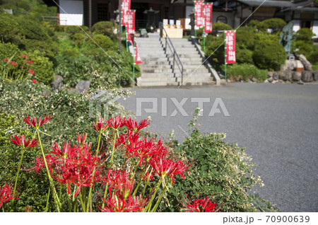 曼珠沙華咲くころの塩船観音 ヒガンバナと背景の新護摩堂弘誓閣 曼珠沙華咲くころの塩船観音 ヒガンバナと背景の新護摩堂弘誓閣 70900639