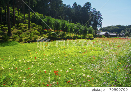 霞丘陵自然園の曼珠沙華 白、黄色や赤のヒガンバナ 霞丘陵自然園の曼珠沙華 白、黄色や赤のヒガンバナ 70900709