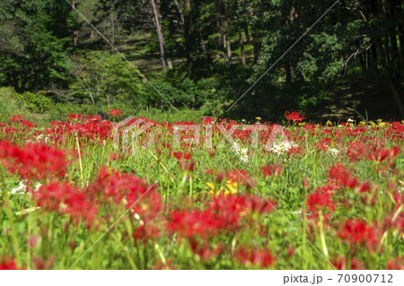 霞丘陵自然園の曼珠沙華　白、黄色や赤のヒガンバナ 70900712