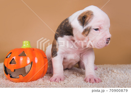 American Bulldog puppy and orange little pumpkin 70900879