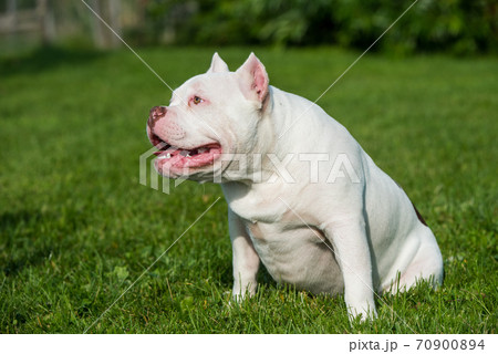 American Bully puppy dog sitting on green grass 70900894