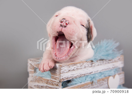 American Bulldog puppy dog is yawning on gray 70900918