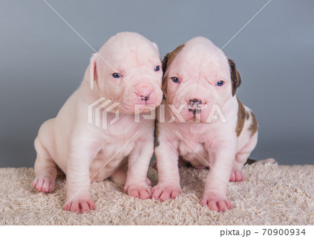 Two funny American Bulldog puppies dogs on gray 70900934