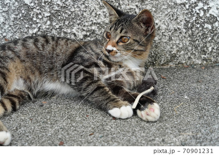 野良猫 おもちゃ 人気