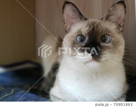 お気に入りの場所からこちらを見る猫の写真素材