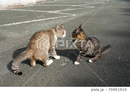 野良猫の祖母と取っ組み合いのケンカの練習をする孫のキジトラオスの写真素材