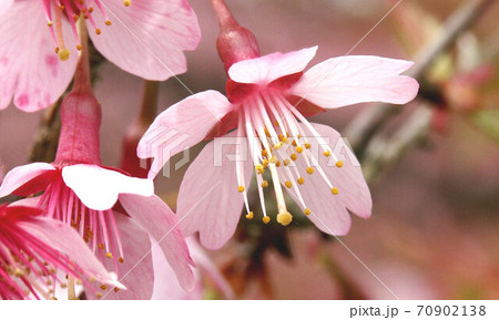 おかめ桜 濃いめのピンク 3月 おかめ桜 濃いめのピンク 3月 70902138