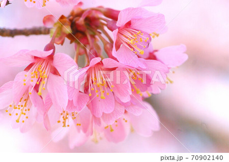 おかめ桜 濃いめのピンク 3月 おかめ桜 濃いめのピンク 3月 70902140