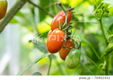色づき始めたミニトマト (7月) 家庭菜園 色づき始めたミニトマト (7月) 家庭菜園 70902442