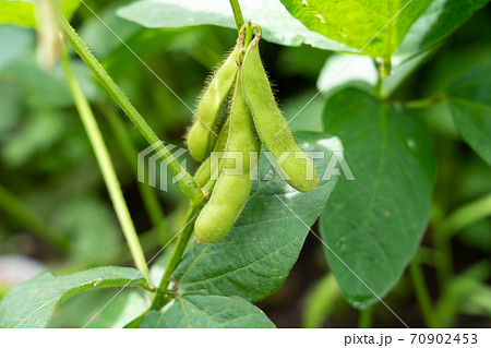 茶豆の栽培 7月 家庭菜園の写真素材