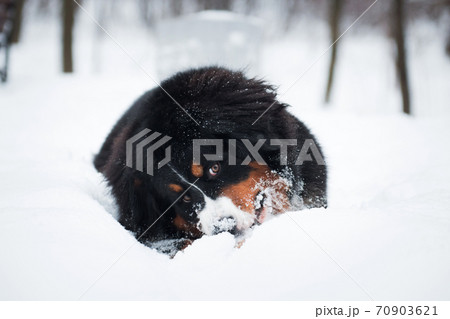 Bernese Mountain Dog Breed Dog In The Snowの写真素材