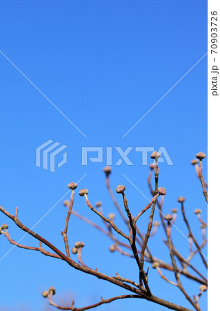 ハナミズキの花芽と青空の写真素材