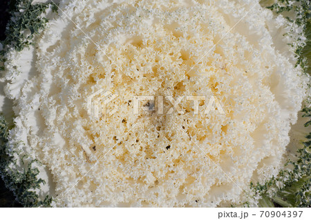 葉牡丹のアップ 70904397