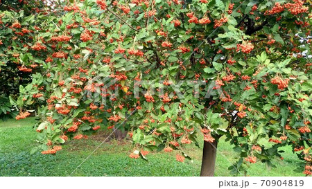 Red orange rowan berries on a tree against foliage 70904819