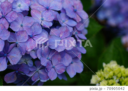 紫陽花 紫陽花 70905042