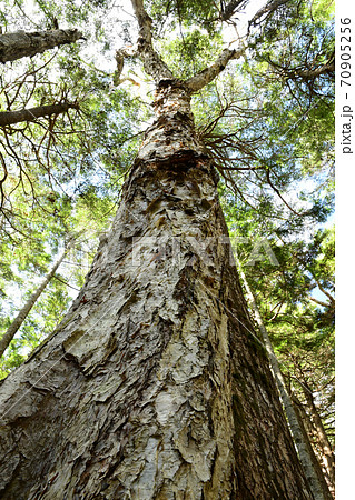 ダケカンバの大木を下らか見上げて 70905256