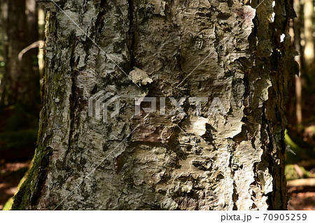 ダケカンバの樹皮のクローズアップ 70905259