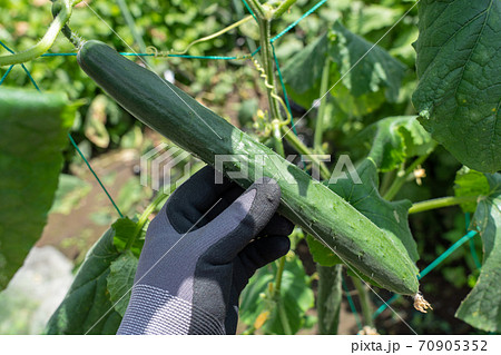 きゅうり　栽培・収穫　（8月）　家庭菜園 70905352