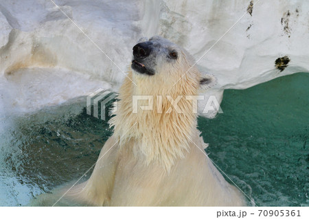 ホッキョククマの水浴び 70905361