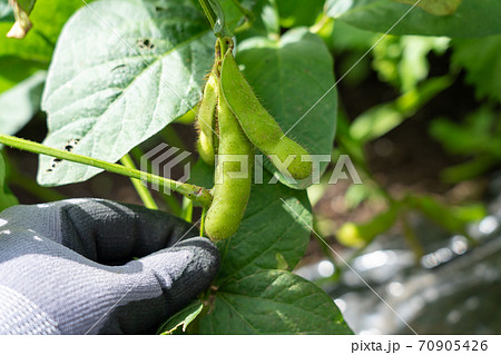 茶豆の栽培 収穫 8月 家庭菜園の写真素材