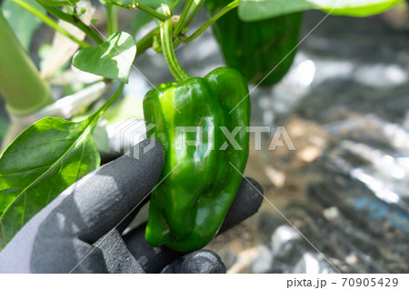 ピーマンの栽培 収穫 8月 家庭菜園の写真素材