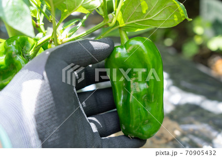 ピーマンの栽培・収穫　（8月）　家庭菜園 70905432