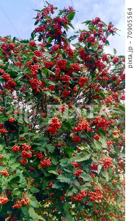 Red orange rowan berries on a tree against foliage 70905564