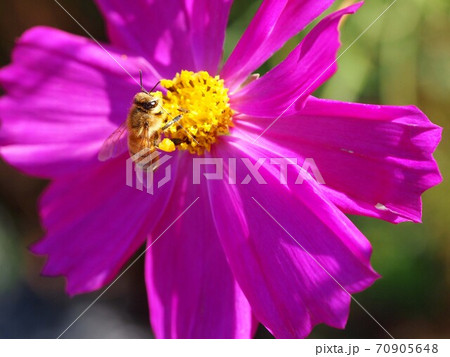 日差しを受けた赤いコスモスと花粉をつけたミツバチの写真素材 日差しを受けた赤いコスモスと花粉をつけたミツバチの写真素材