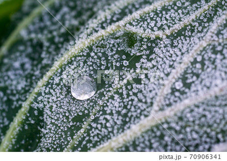 霜がおりた葉に水滴の氷 霜がおりた葉に水滴の氷 70906341