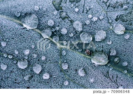 凍った水滴がついた葉っぱ 70906348