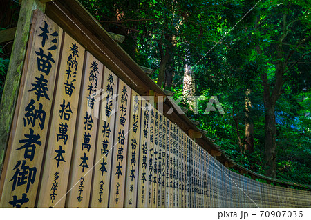 高尾山 薬王院 杉苗奉納 高尾山 薬王院 杉苗奉納 70907036