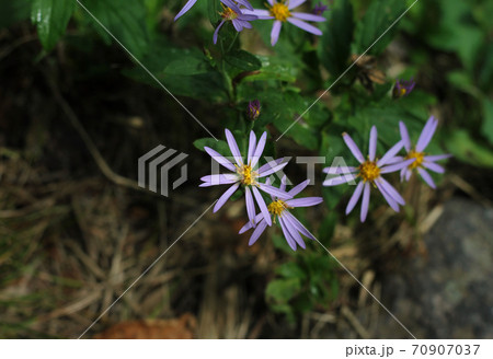 路傍の花 路傍の花 70907037