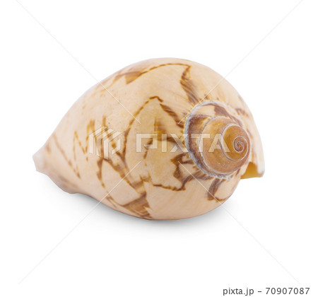 Sea shell isolated on white background 70907087
