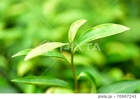 お茶の新芽 お茶の新芽 70907243