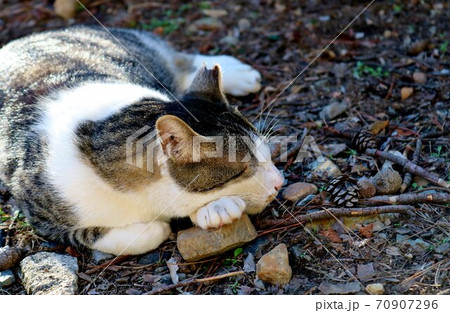 石を枕にするねこ　キジトラ白 70907296