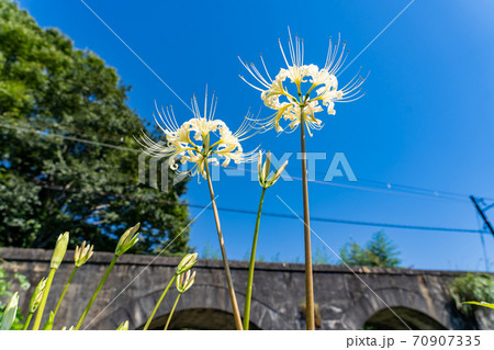 三重県いなべ市　北勢線のめがね橋と白い彼岸花 70907335