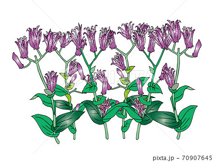 ホトトギスの花 ホトトギスの花 70907645